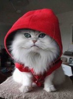 Red hoodie made for cats