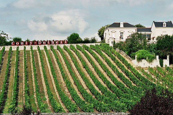 Loire Vineyard