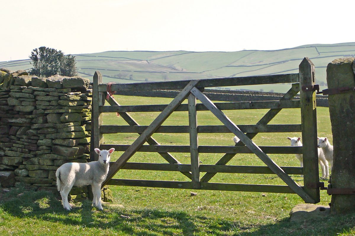 Sheep and Sheep Gate