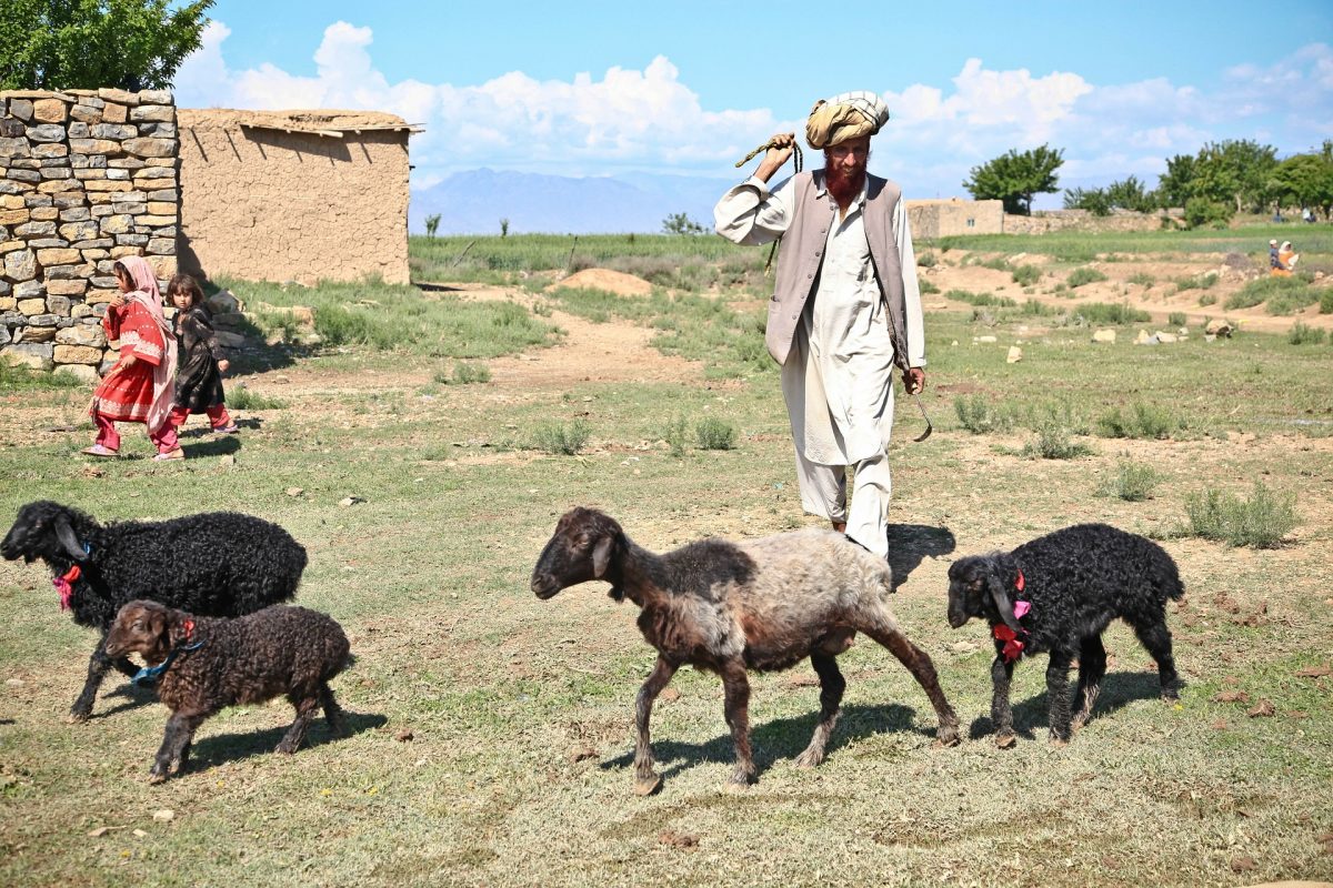 sheep and shepherd