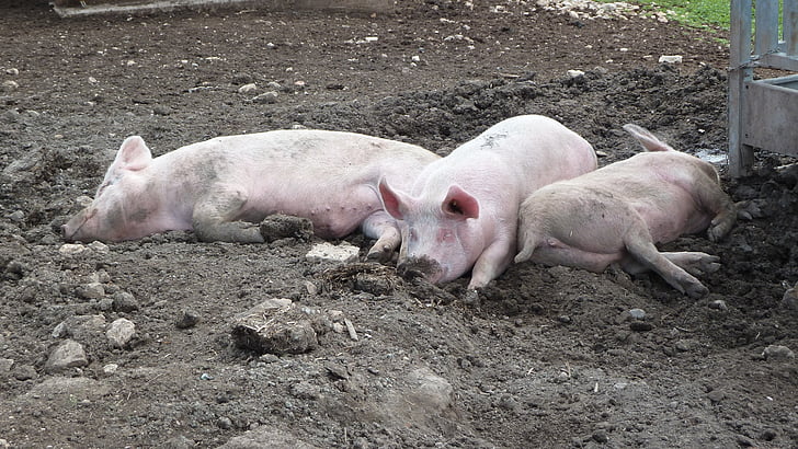 pigs laying in dirt