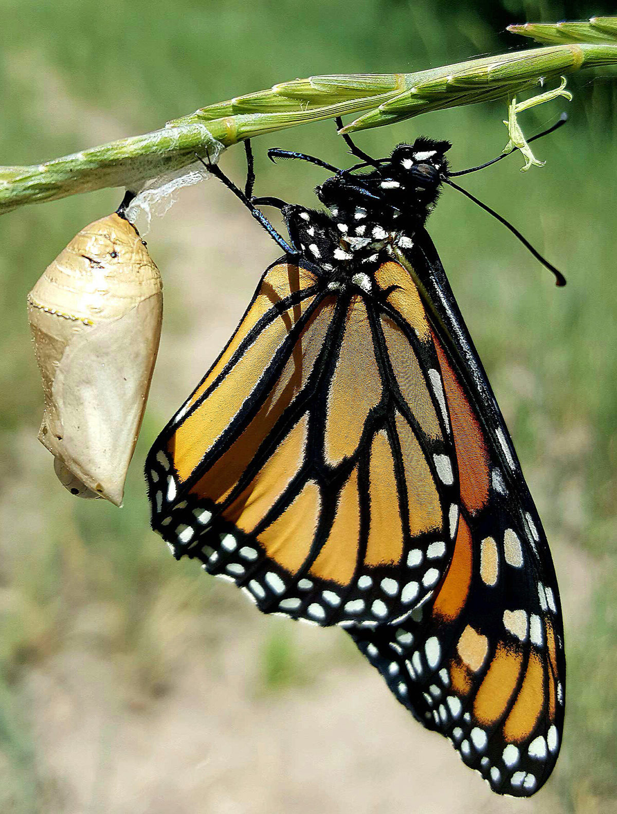 Monarch Butterfly