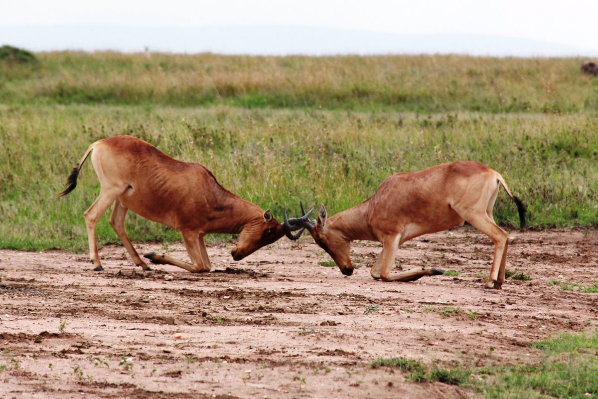 fighting hartebeest